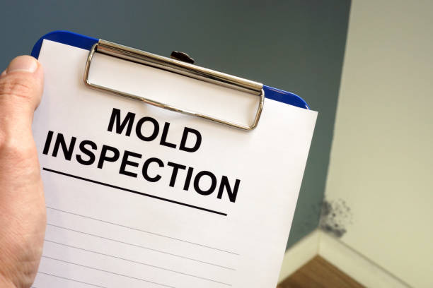 Professional Mold Removal in Powderly, TX